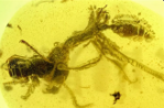 科学家发现“地狱蚂蚁” 距今约9900万年
