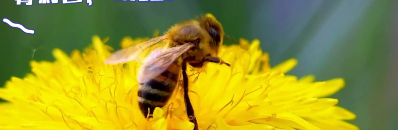 在蜜蜂的世界里，也有它们的“新冠”疫情
