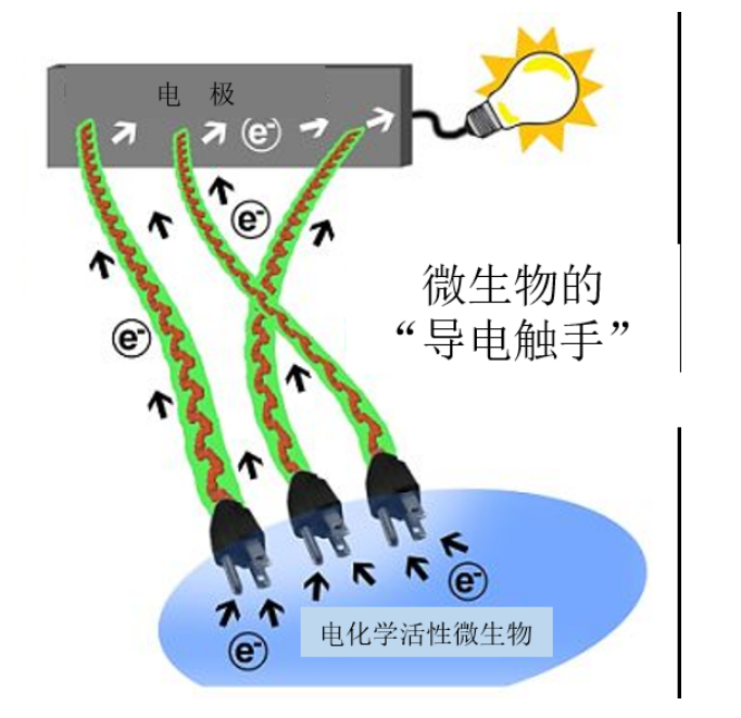 微生物会导电的触手，见没见过，想不想要！