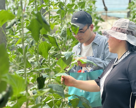 高洪波：农业科技特派员田间地头显身手