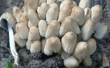 这种食材每天吃够 18 克，能防癌、预防老年痴呆！